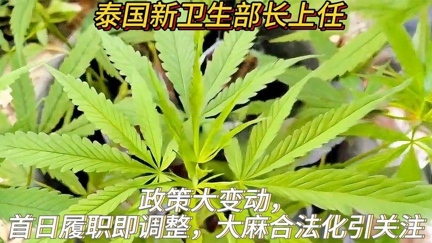 大麻镇人事任命最新动态